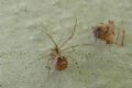 Platnickina sp.